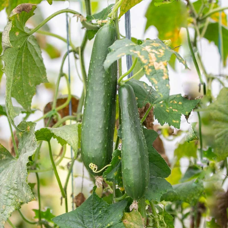 Cucumber - Alan's Long Green