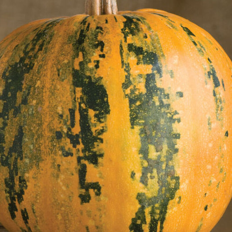 Pepo squash - Lady Godiva