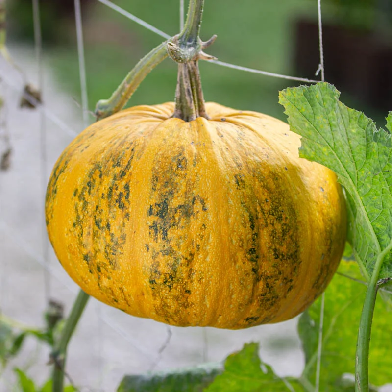 Pepo squash - Lady Godiva