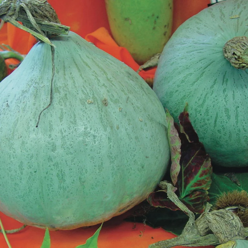 Maxima squash - Blue Ballet