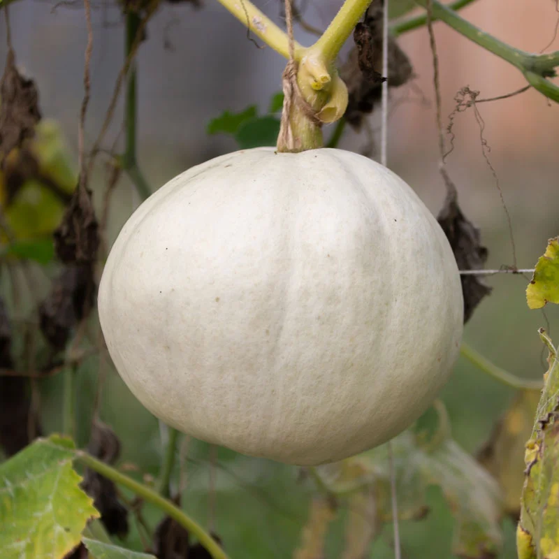 Maxima squash - Lumina