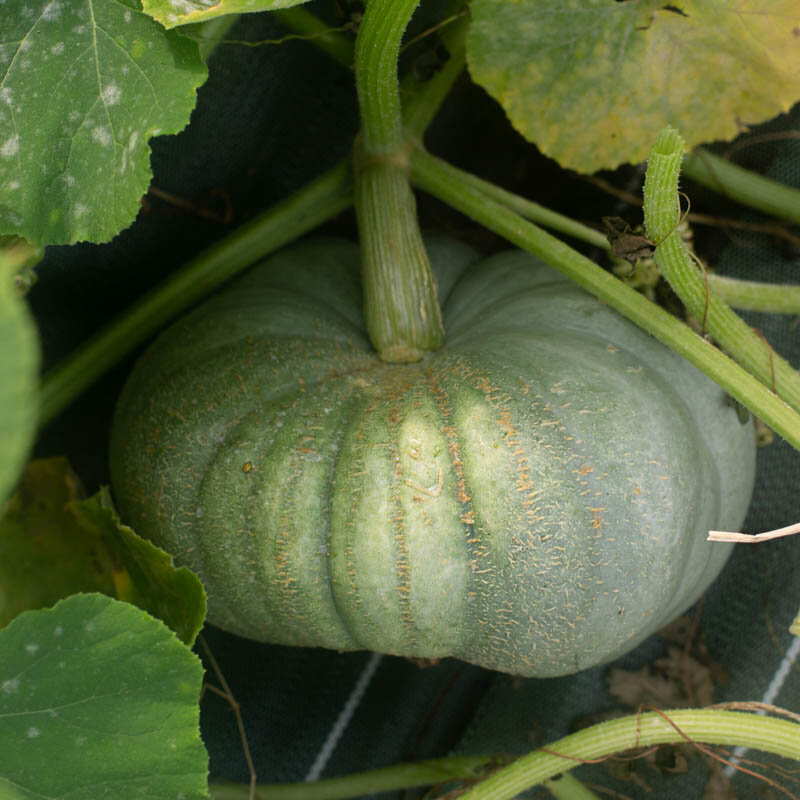 Maxima squash - Jarrahdale