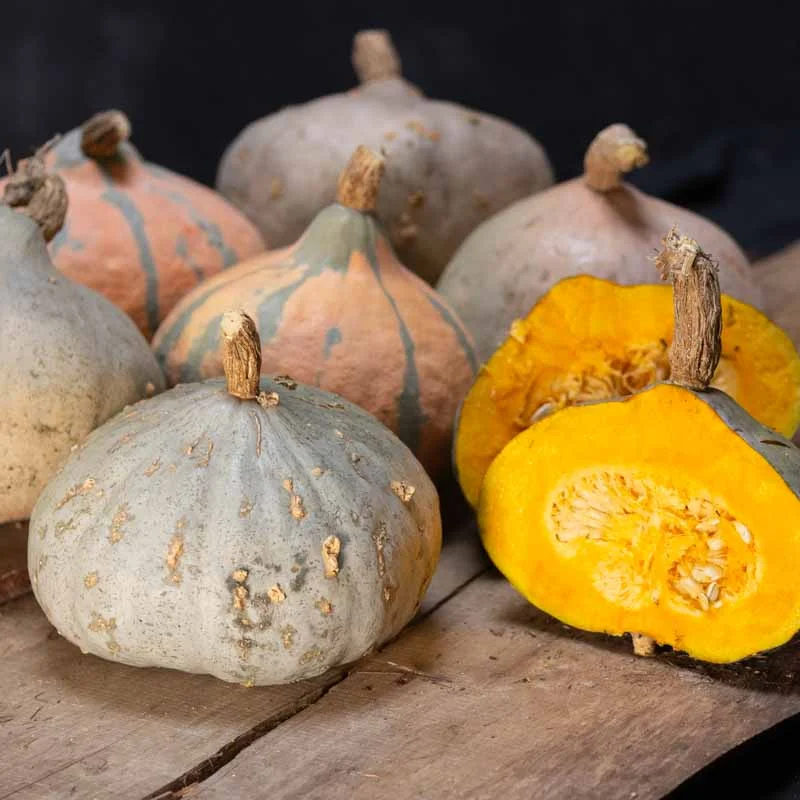 Maxima squash - Silver Bell