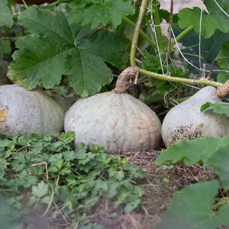 Maxima squash - Silver Bell