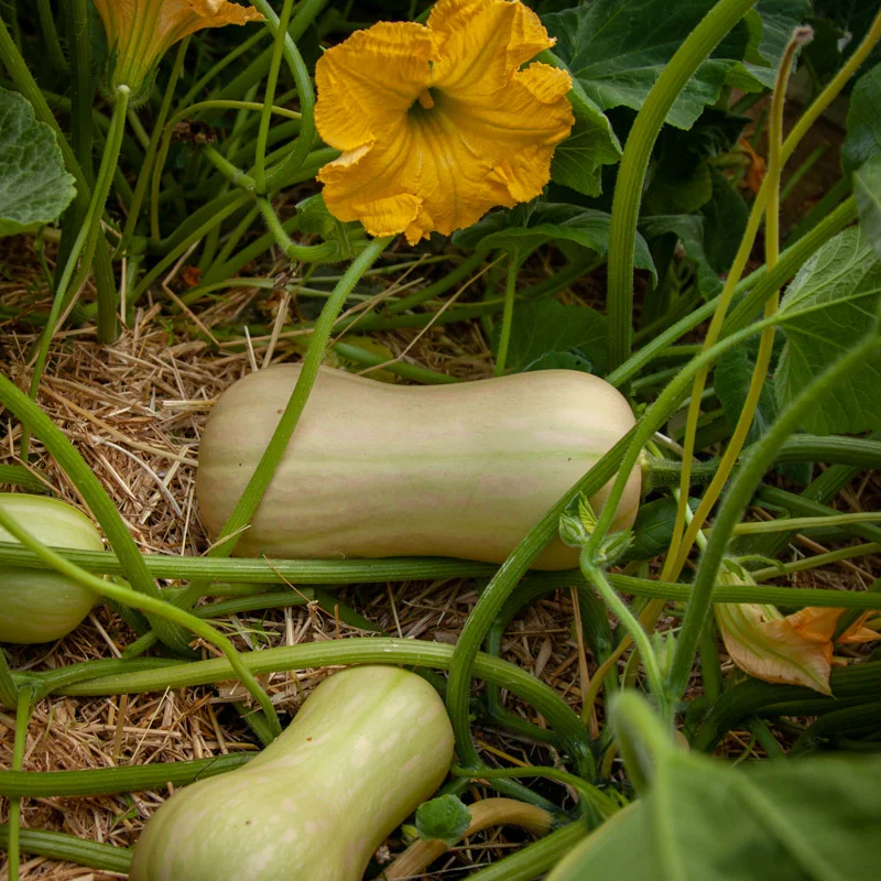 Moschata squash - Burpee's Butterbush