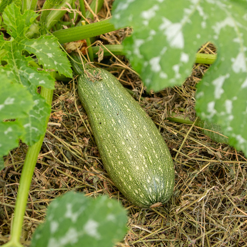 Zucchinis - Petite Grise d'Alger