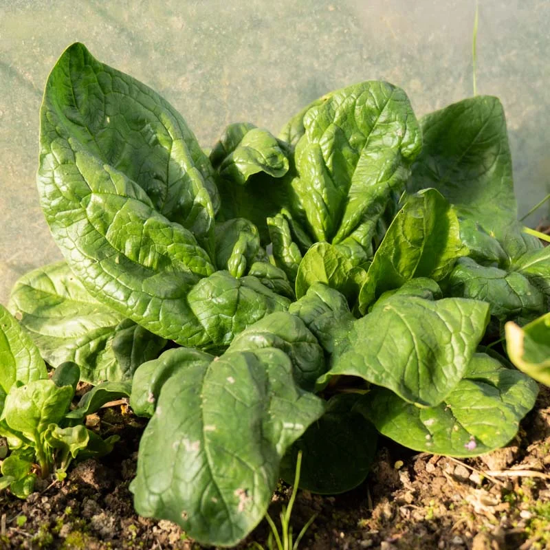 Spinach - Butterflay