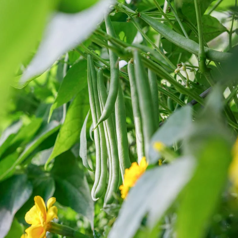 Common beans - La Victoire