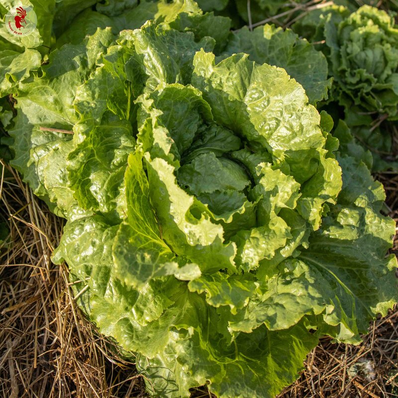 Lettuces - Blonde de Paris