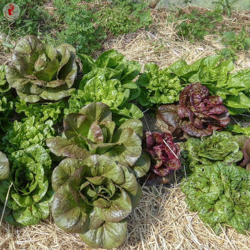 Gilles Sacksick、casserole et fruits Gilles Sacksick、casserole et