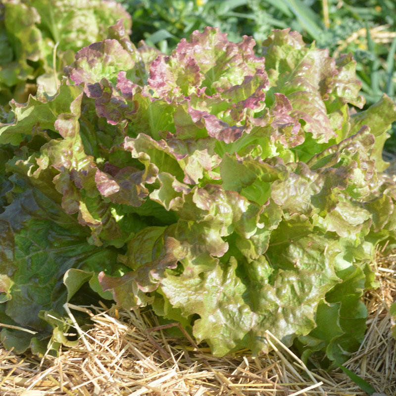 Lettuces - Rossa Di Trento