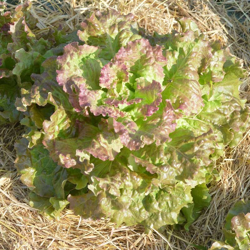 Lettuces - Rossa Di Trento