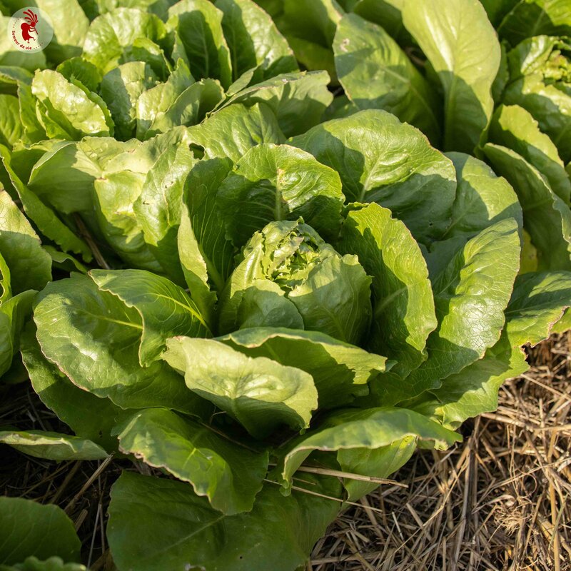 Lettuces - Saint Blaise