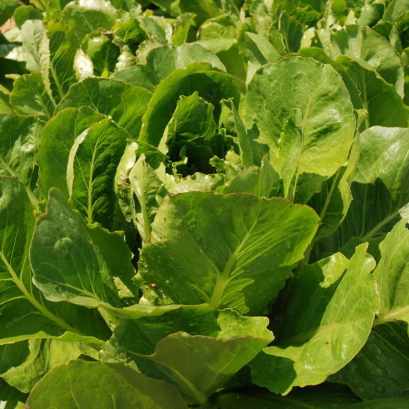 Lettuces - Saint Blaise