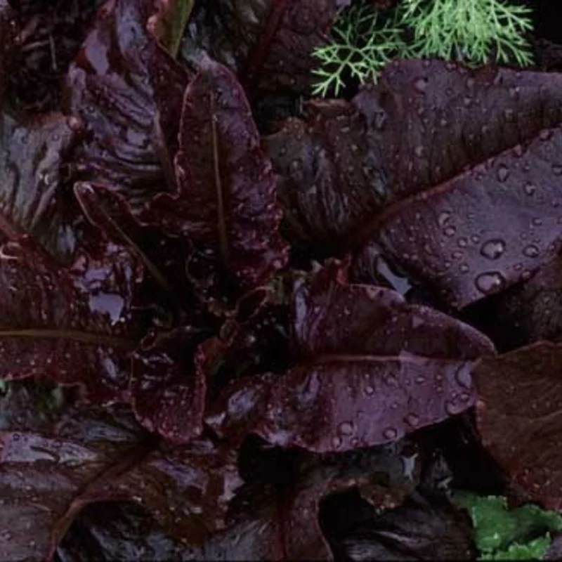 Lettuces - Really Red Deer Tongue