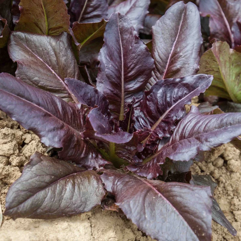 Lettuces - Really Red Deer Tongue