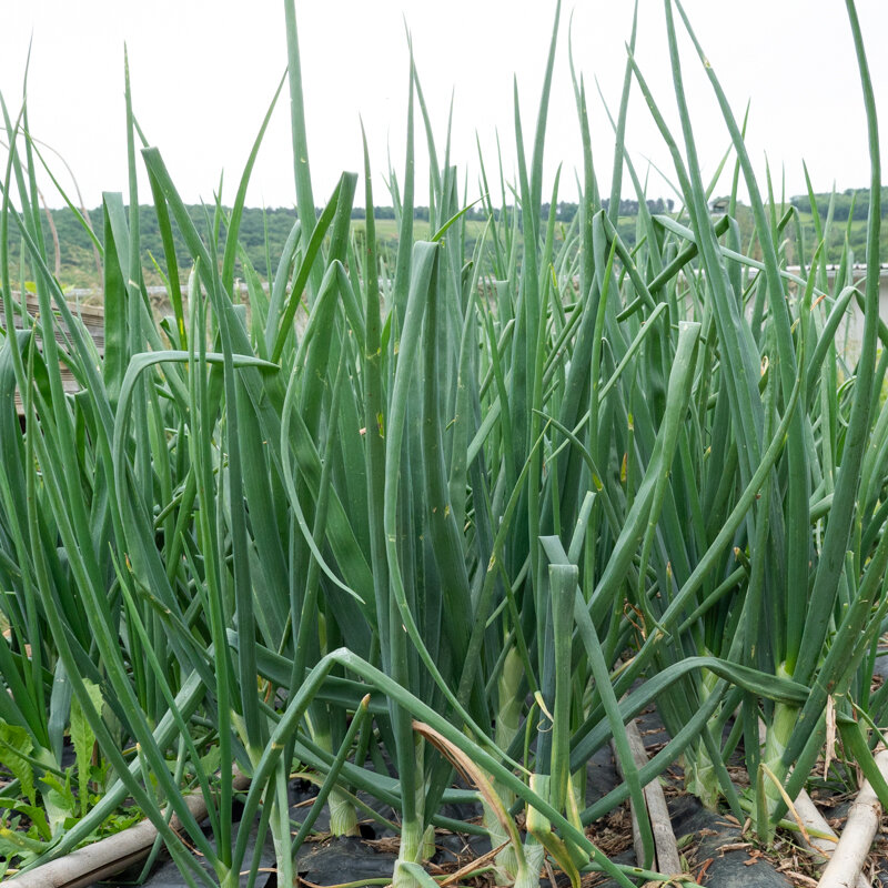 Onions - Stuttgarter