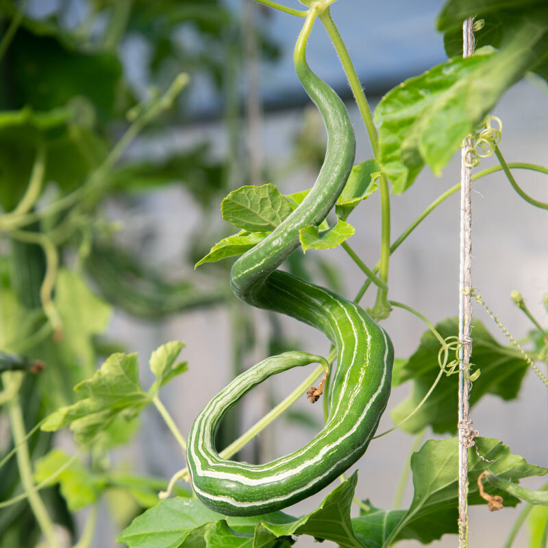 Snake gourd - Snake Gourd