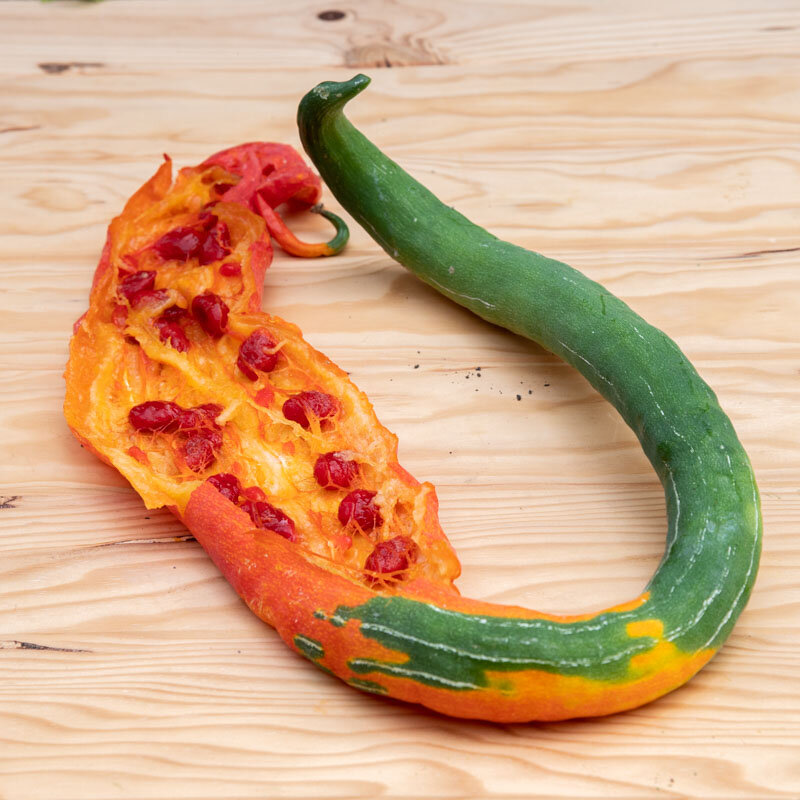 Snake gourd - Snake Gourd