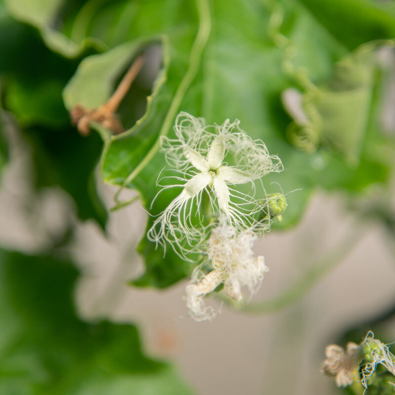 Snake gourd - Snake Gourd