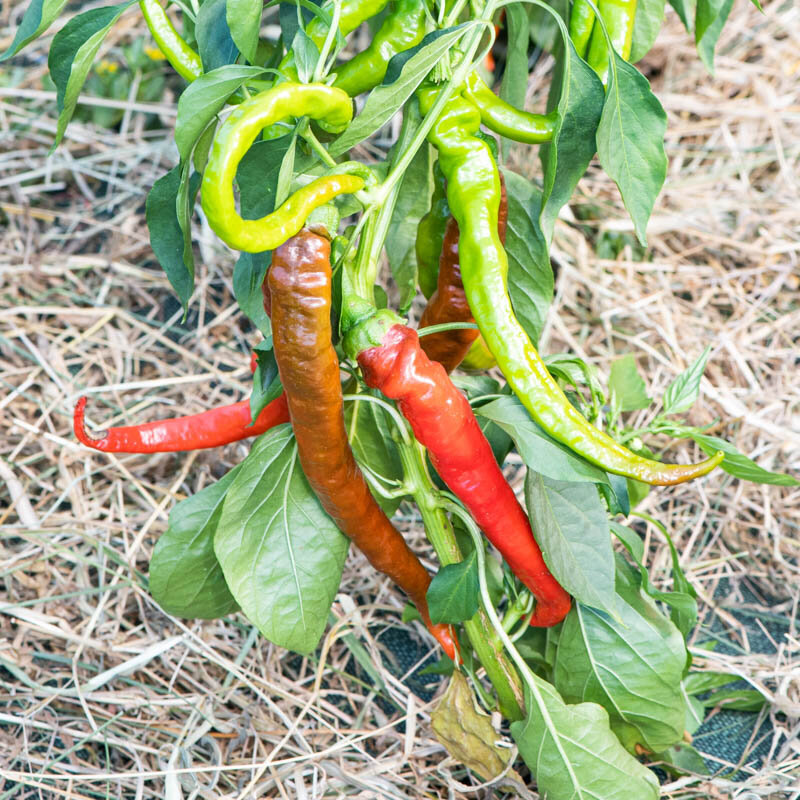 Peppers - Des Landes