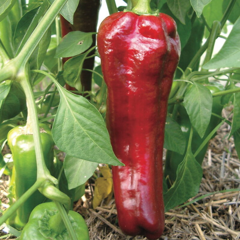 Peppers - Italian Red Marconi