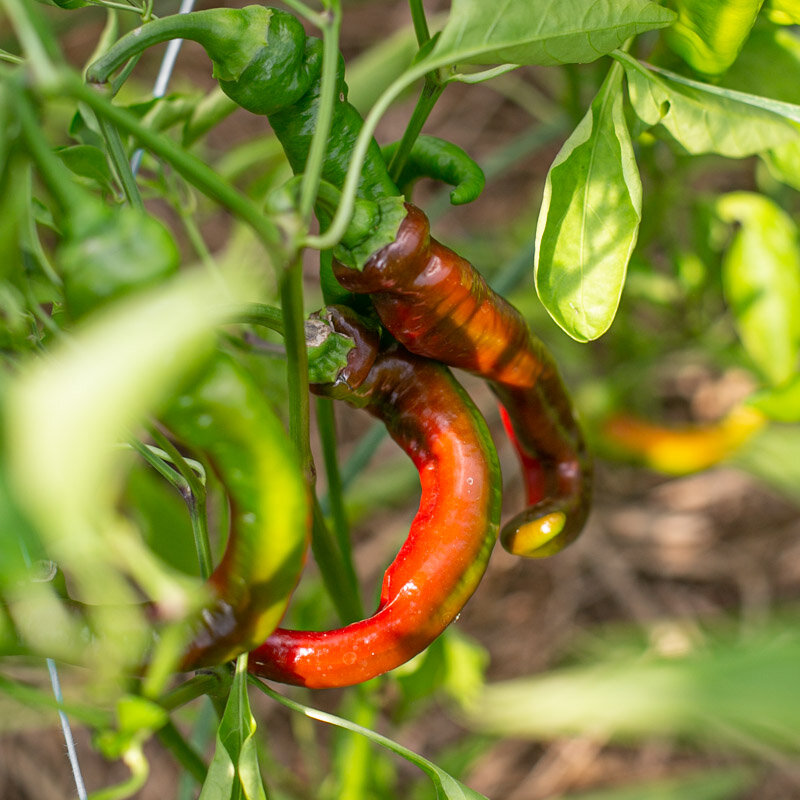 Peppers - Nardello