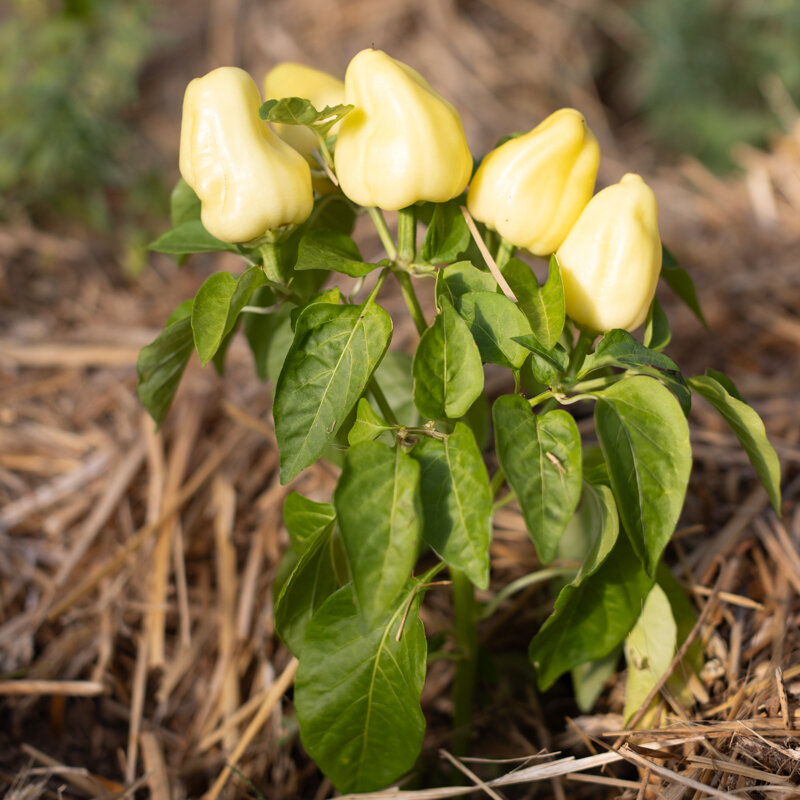 Peppers - Albino