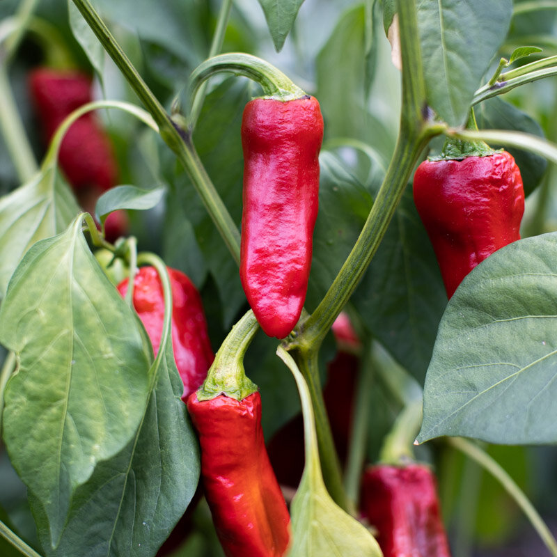 Peppers - D'Espelette / Gorria