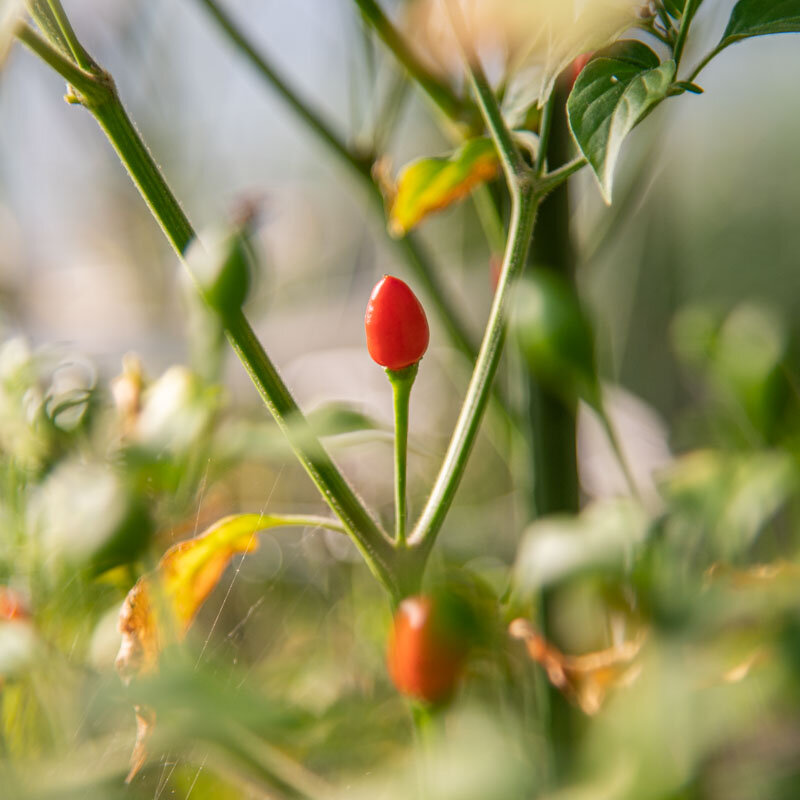 Peppers - Coban Chile