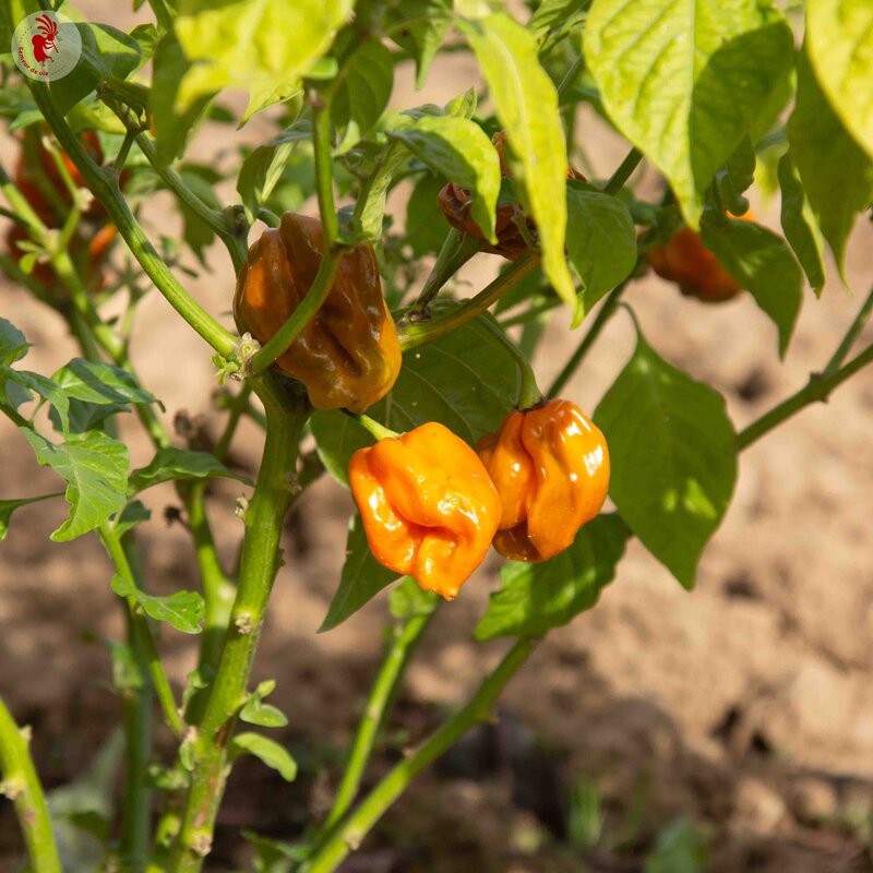 Peppers - Mustard Habanero