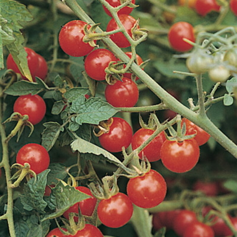Cherry tomatoes - Matt's Wild Cherry