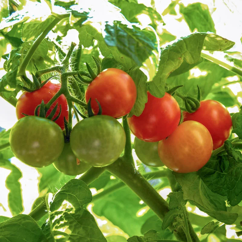 Cherry tomatoes - Red Robin