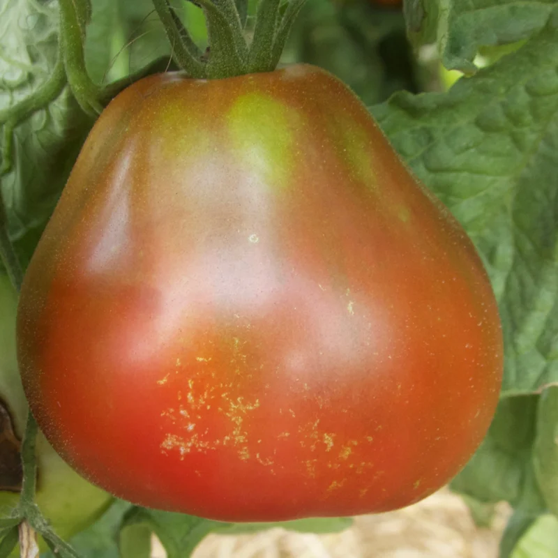 Tomatoes - Bedouin