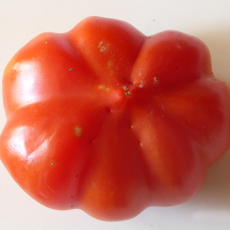 Tomatoes - Rosso Sicilian