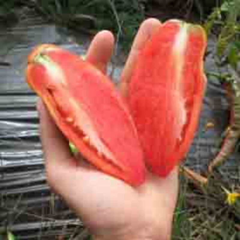 Tomatoes - Grandma Mary's Paste