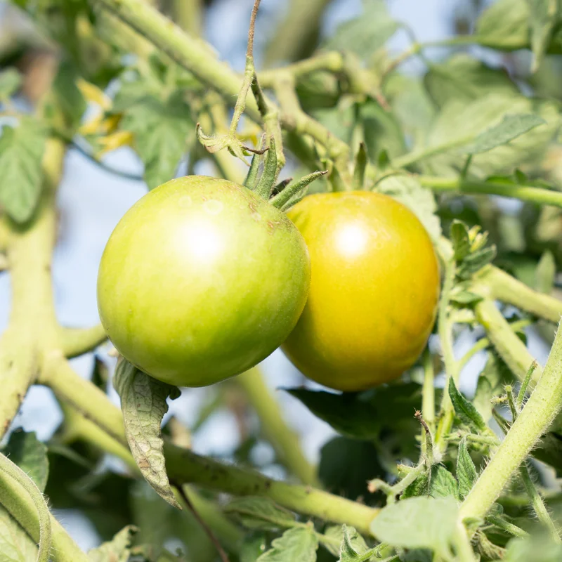 Tomatoes - Green Brandy