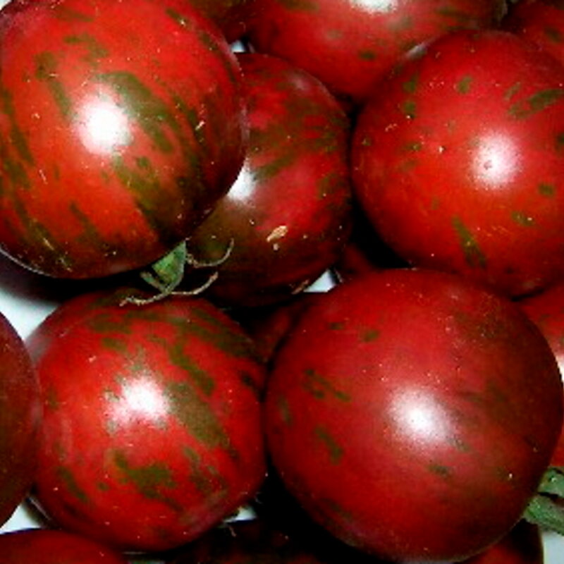Tomatoes - Jasper Violet