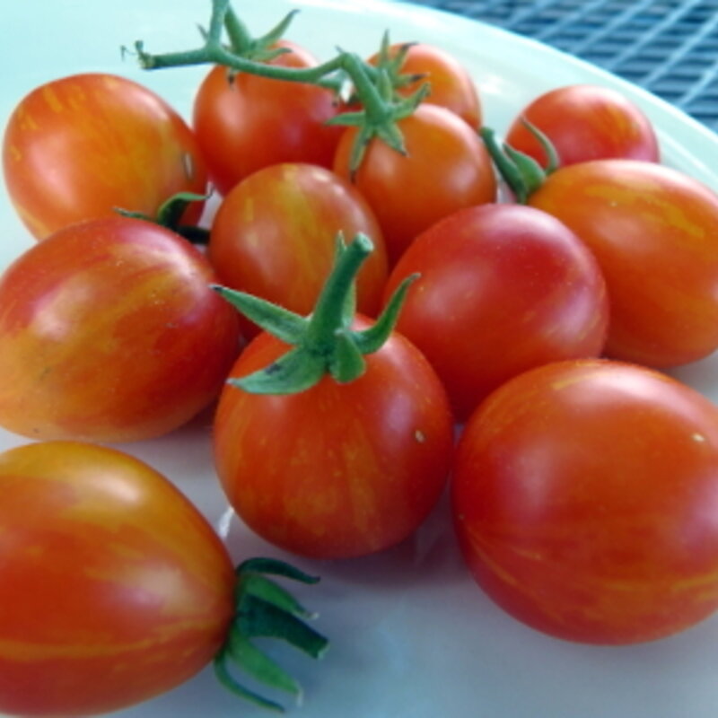 Cherry tomatoes - Scarlet Starfire / Starfire Isis