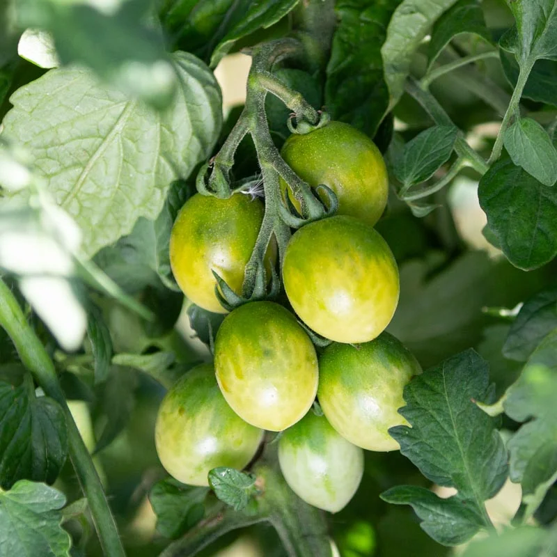 Cherry tomatoes - Verde Claro