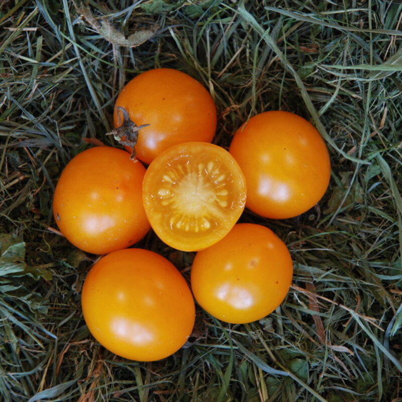 Cherry tomatoes - Gold Nugget