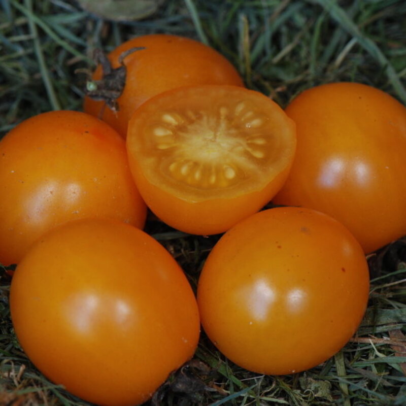 Cherry tomatoes - Gold Nugget