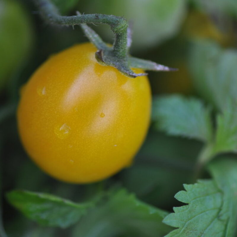 Cherry tomatoes - Gold Nugget