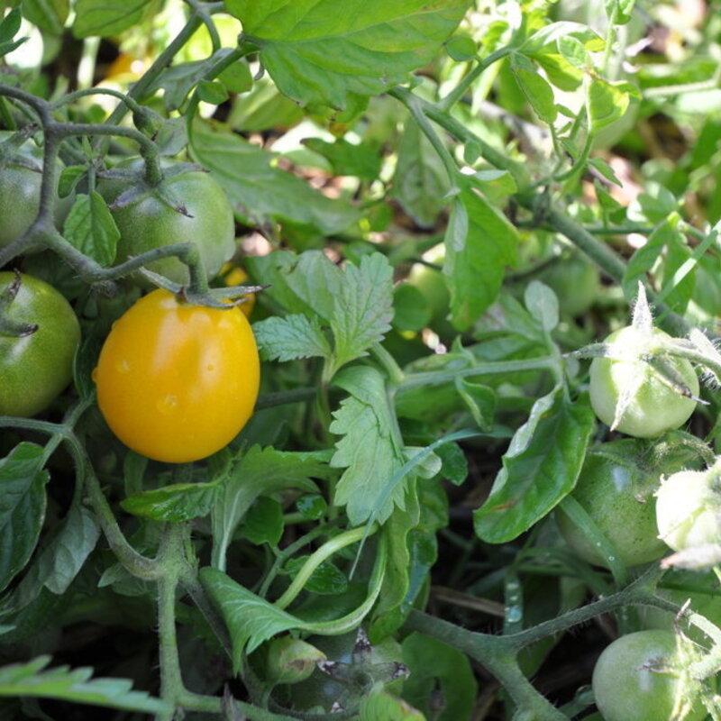 Cherry tomatoes - Gold Nugget