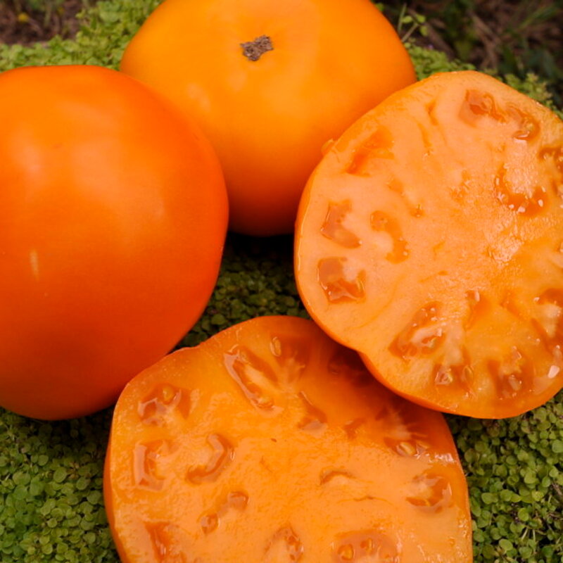 Tomatoes - Persimmon