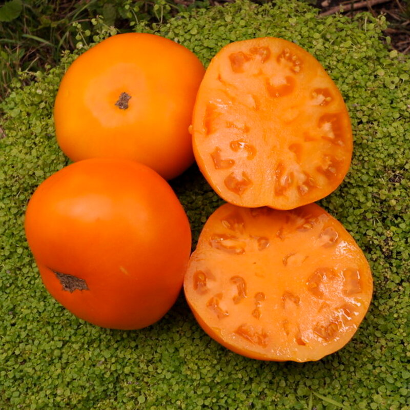 Tomatoes - Persimmon