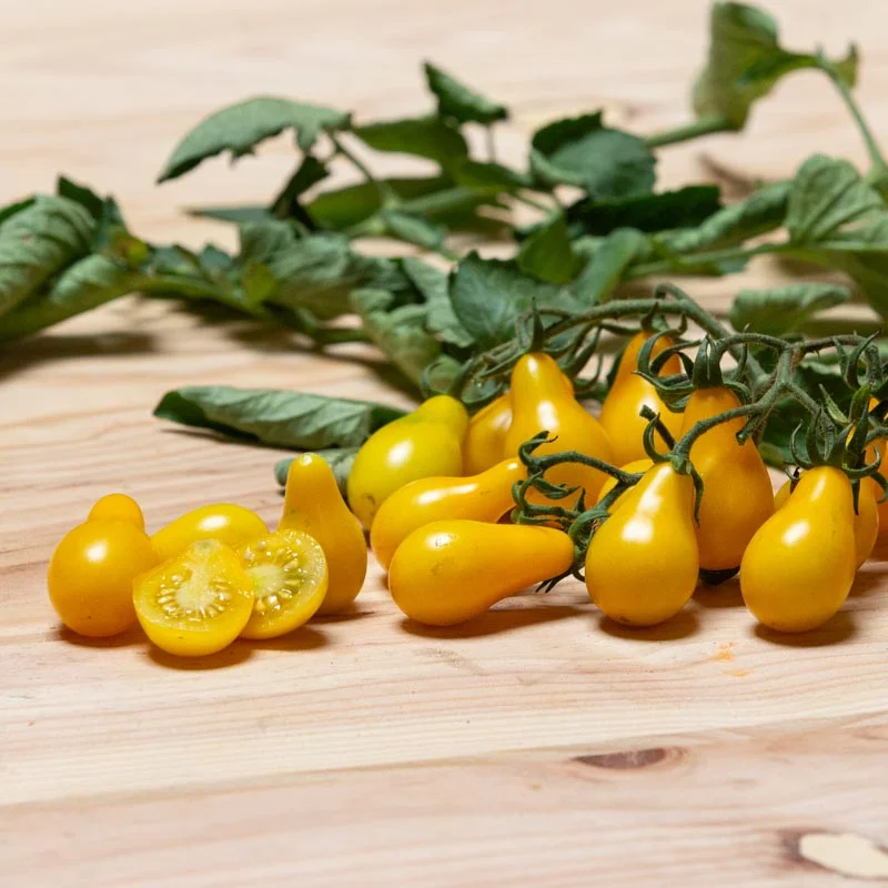 Cherry tomatoes - Yellow Pear