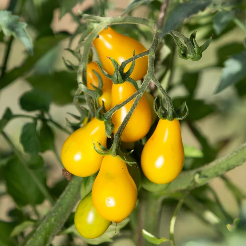 Cherry tomatoes - Yellow Pear