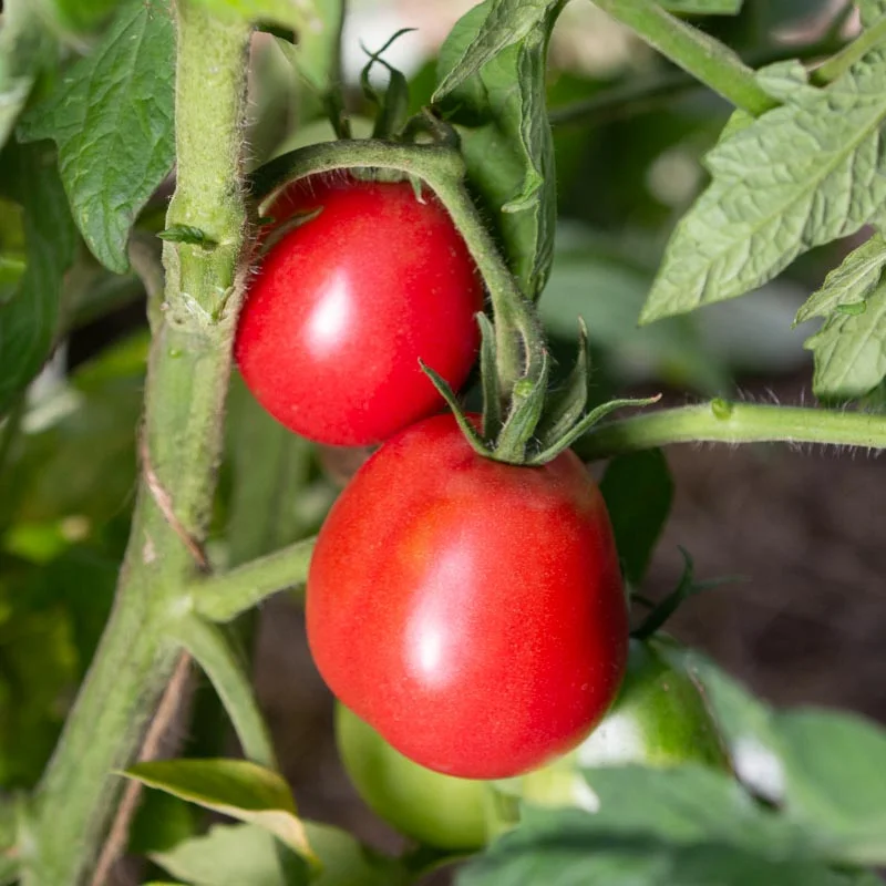 Tomatoes - Ukrainian Pear