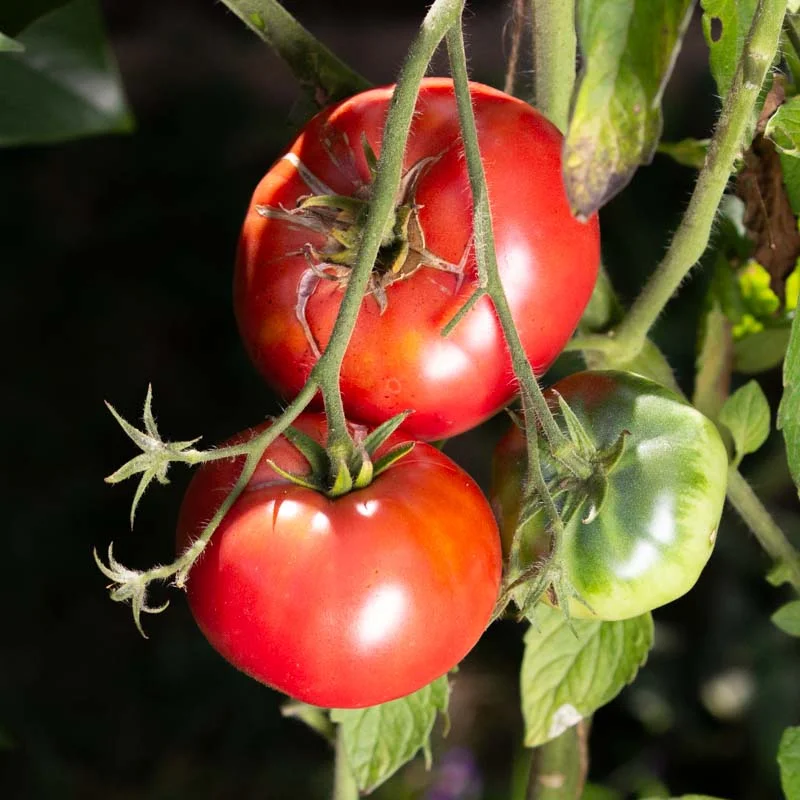 Tomatoes - Livingston's Beauty